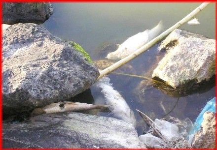 Un peu d'environnement à la demande de ZAZOU célèbre bloggeur !!!