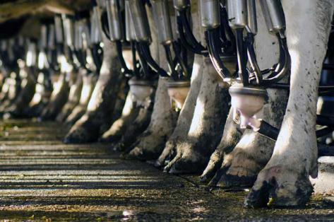 L’étable des 1 000 vaches serait un camp de concentration L’étable des 1 000 vaches serait un camp de concentration