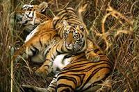 Monde: cinq tigres dans son jardin et autres news Monde: cinq tigres dans son jardin et autres news