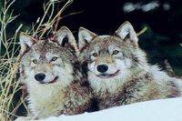 J'ai vu le loup, le chaperon et Very Bad Trip 2 J'ai vu le loup, le chaperon et Very Bad Trip 2