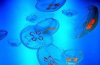 Sciences: les méduses vont-elles dominer le monde et autres infos Sciences: les méduses vont-elles dominer le monde et autres infos