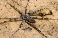 Insolite: araignée mutante Insolite: araignée mutante