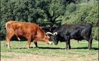 les taureaux de combat avant l'arène
