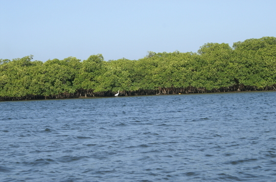 Les îles du Saloum Les îles du Saloum