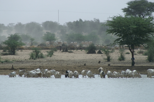 Fouta : entre Diéri et Walo