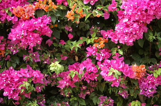 Faune et flore du Sénégal
