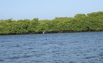 Les îles du Saloum