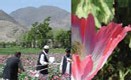 Afghanistan: la production d'opium augmente