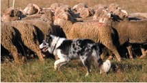CONCOURS DE CHIEN DE BERGERS SUR TROUPEAUX
