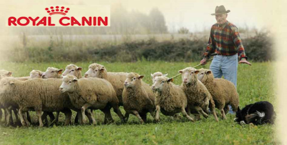 Concours de chien de berger sur troupeaux