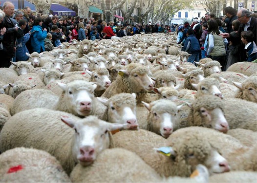 Grand défilé de la transhumance