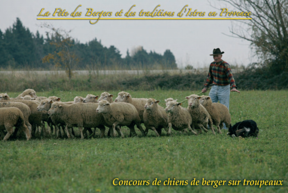 Concours de chien de bergers sur troupeaux
