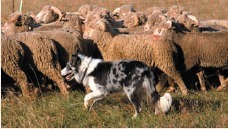CONCOURS DE CHIEN DE BERGERS SUR TROUPEAUX