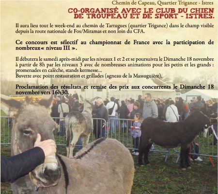 Concours de chien de bergers sur troupeau