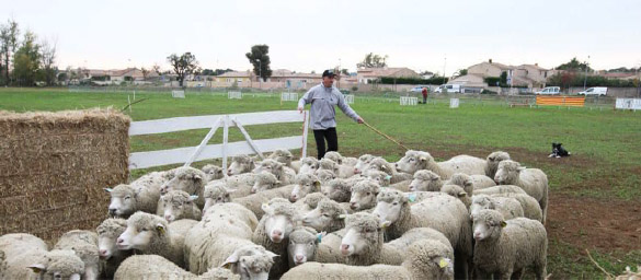 LE CONCOURS DE CHIEN DE BERGERS SUR TROUPEAU 