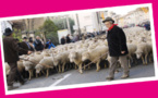 Grand défilé de la transhumance