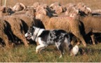 CONCOURS DE CHIEN DE BERGERS SUR TROUPEAUX