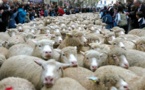 Grand défilé de la transhumance