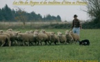 Concours de chien de bergers sur troupeaux