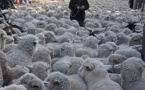 LE GRAND DÉFILÉ DE LA TRANSHUMANCE