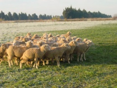 La Fête des Bergers et Traditions de Provence 2005 / 2 La Fête des Bergers et Traditions de Provence 2005 / 2