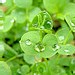 La neige