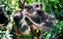 Le printemps est le moment propice aux heureux événements.