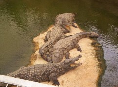 Sortie à la Ferme aux Crocodiles