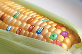 OGM : le gouvernement doit avoir le courage de confirmer un moratoire
