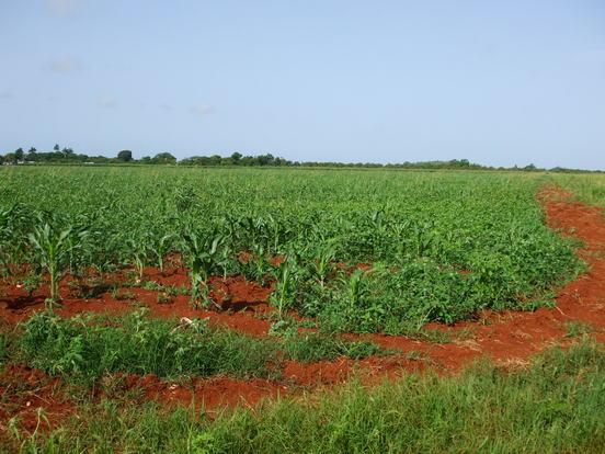 Cuba: Tenemos y tendremos SOCIALISMO (partie 1)