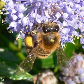 La mort des abeilles met la planète en danger