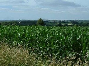 Moratoire sur les OGM : ce n’est pas trop tôt Moratoire sur les OGM : ce n’est pas trop tôt