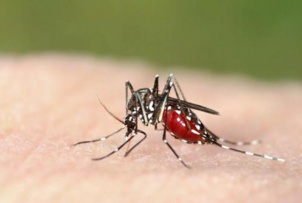 ZIKA : Un pôle public du médicament pour une réponse globale à la menace ZIKA : Un pôle public du médicament pour une réponse globale à la menace