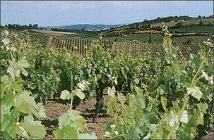 12.000 personnes à Montpellier pour défendre la viticulture