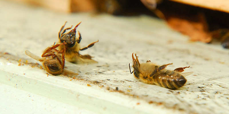 Le ministre de l'Agriculture veut lever l'interdiction des néonicotinoïdes tueurs d'abeilles Le ministre de l'Agriculture veut lever l'interdiction des néonicotinoïdes tueurs d'abeilles
