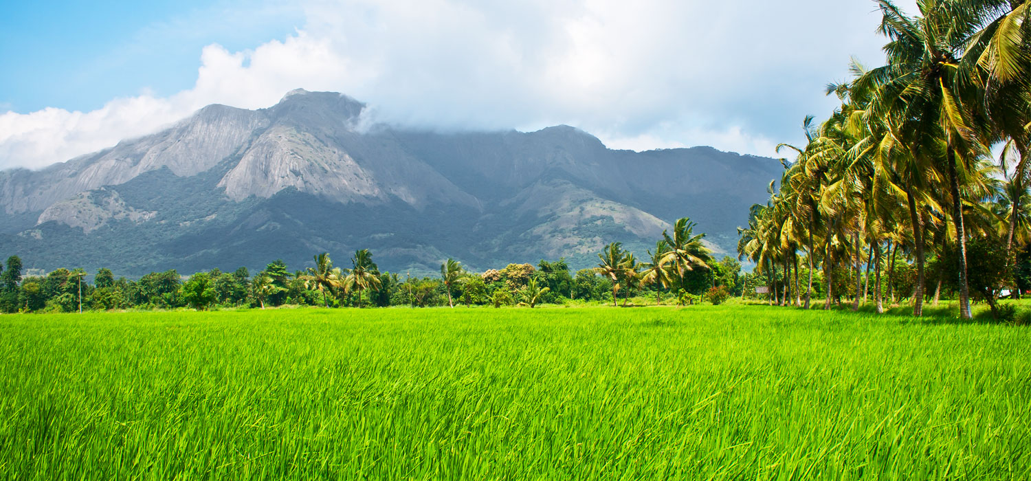 "Kerala Organic" et le plan des communistes pour booster l'agriculture