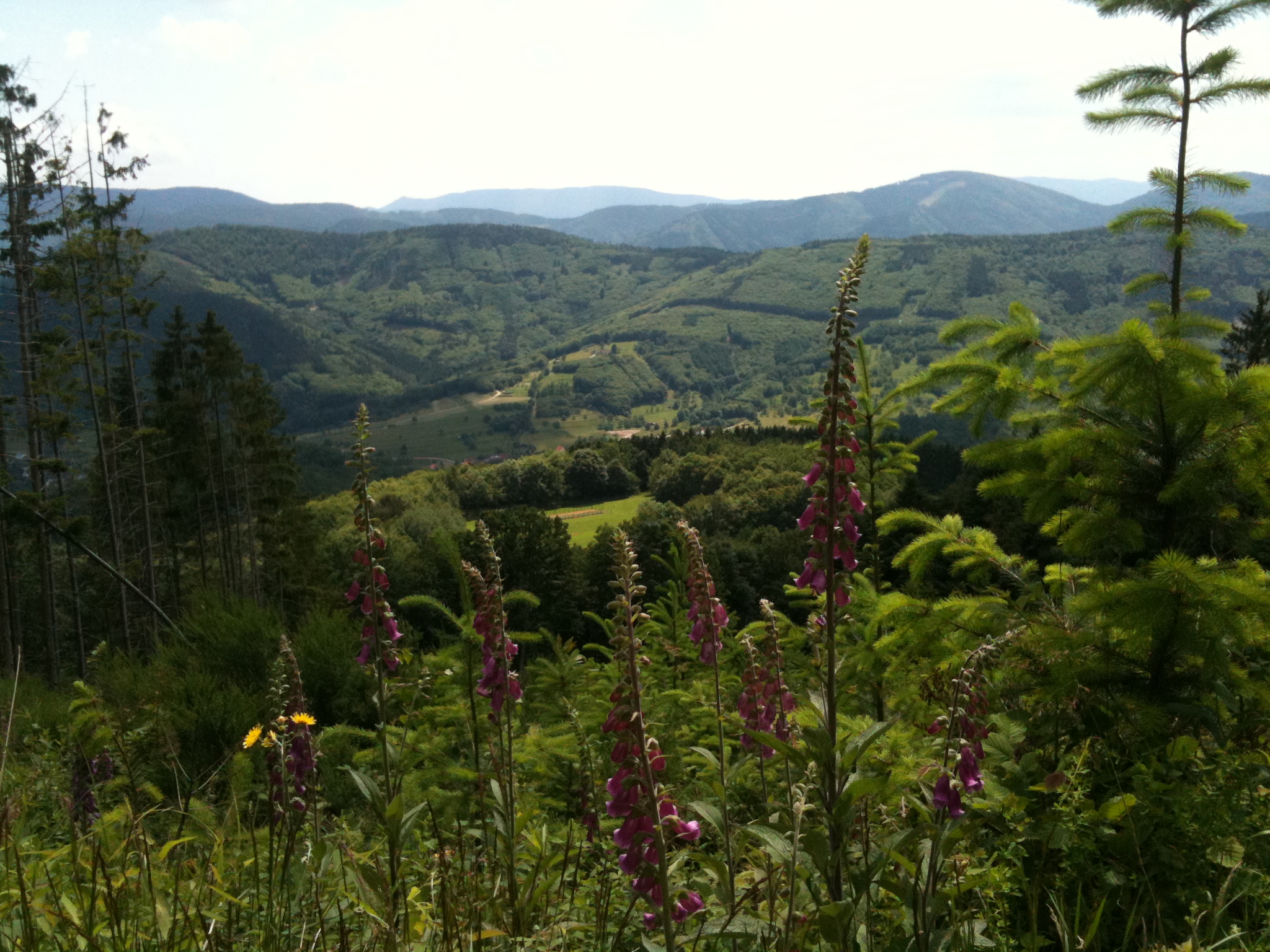 ENVIRONNEMENT. LA FORÊT PUBLIQUE MALADE DE LA COURSE À LA RENTABILITÉ