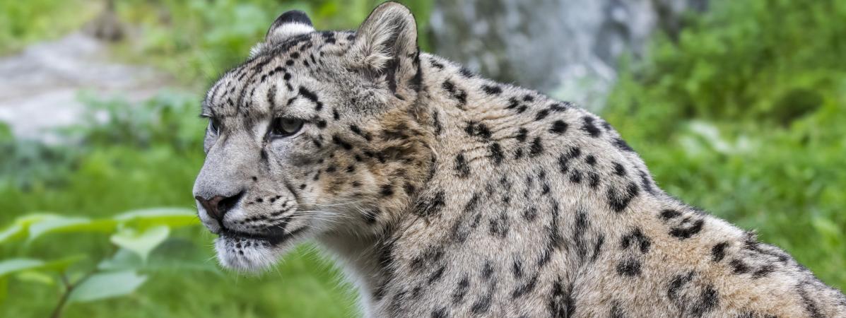 La Terre a perdu 60% de ses populations d’animaux sauvages depuis 1970 La Terre a perdu 60% de ses populations d’animaux sauvages depuis 1970