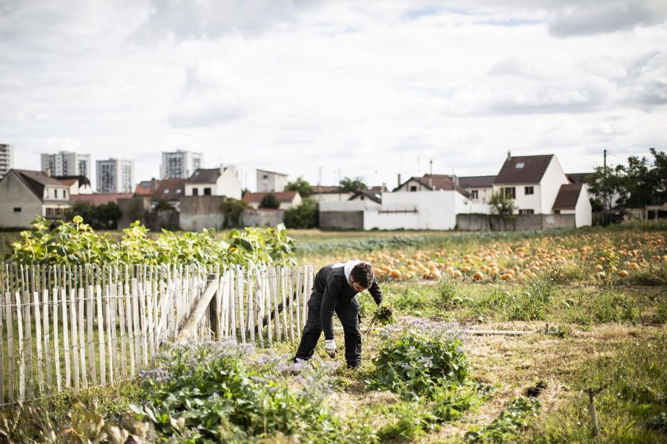 "La surface agricole utile a baissé de 20% en France. Il faut trouver des espaces complémentaires" "La surface agricole utile a baissé de 20% en France. Il faut trouver des espaces complémentaires"