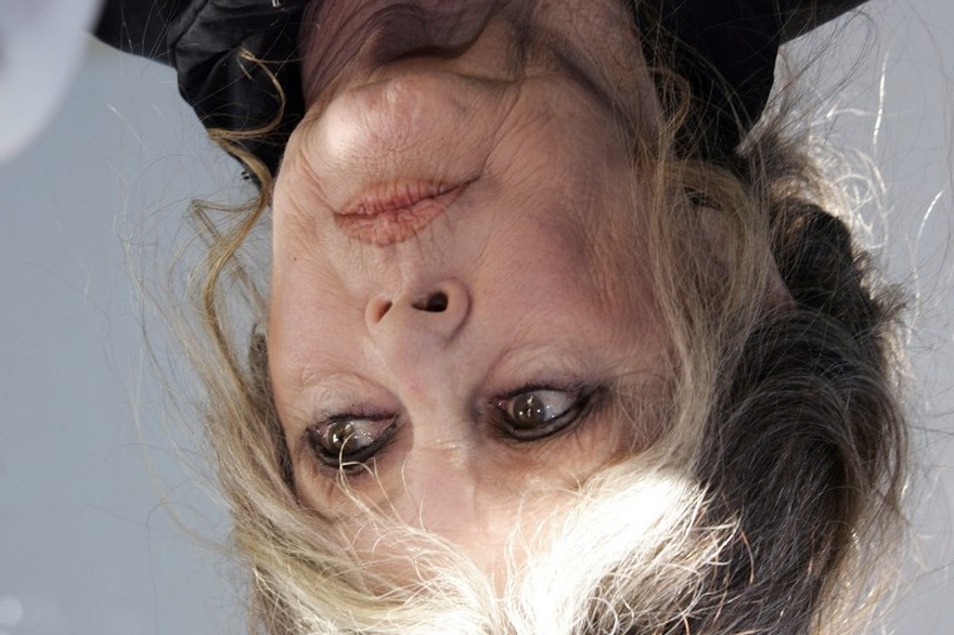 Lettre ouverte à Brigitte Bardot de Ian Brossat et de Julie Pontalba suite à ses propos insultants et racistes