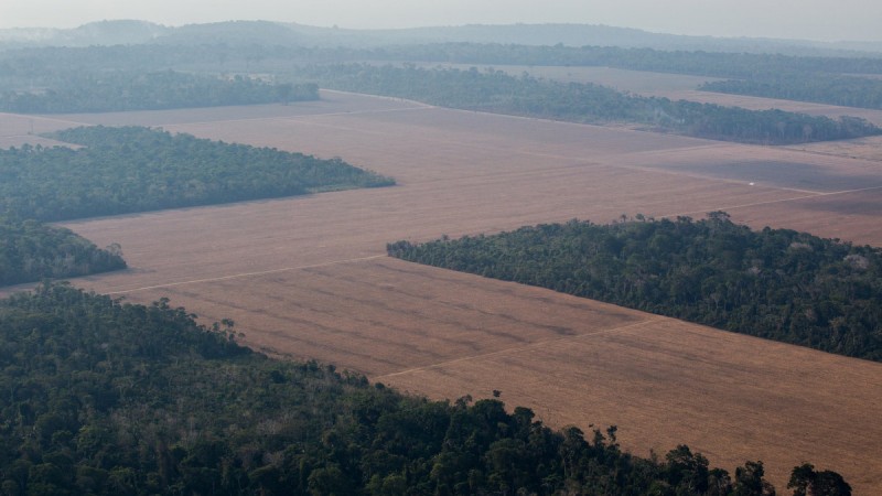 Le capitalisme a ravagé 12 millions d’hectares de forêts tropicales en 2018