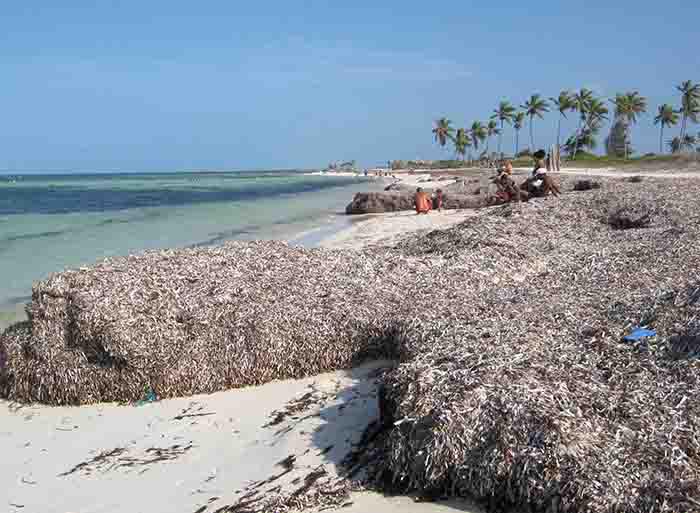 Cuba : Vers une gestion durable de l’écosystème côtier