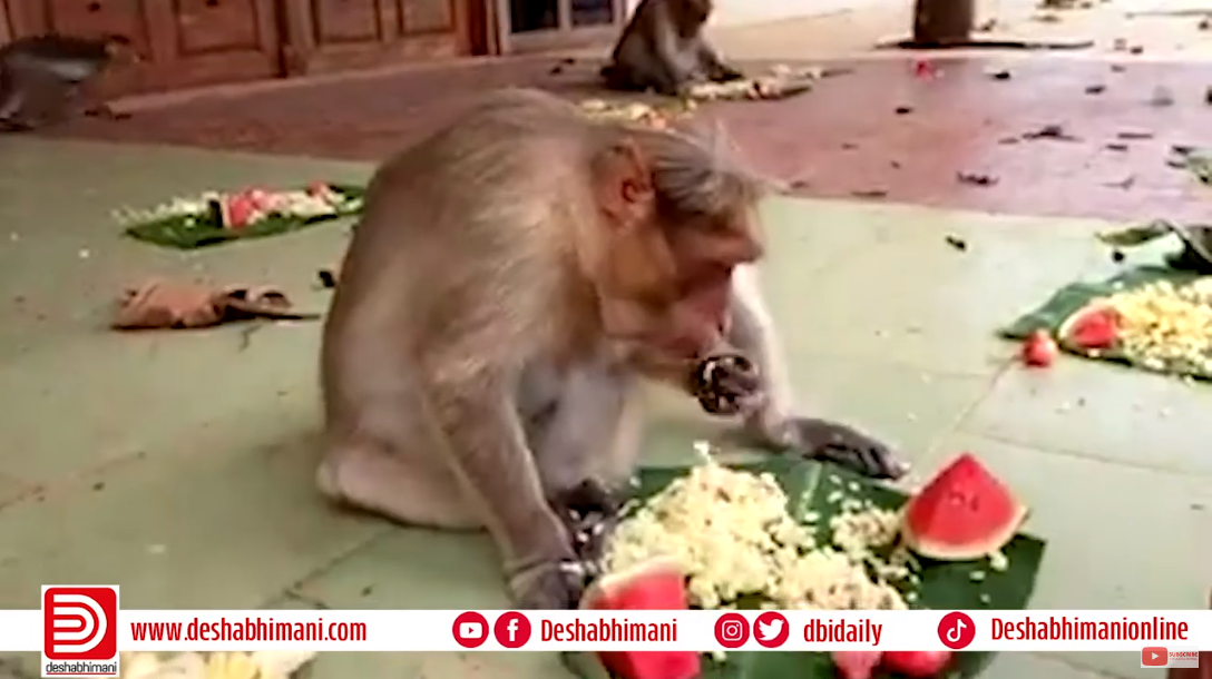 Les communistes du Kerala ne laisseront personne mourir de faim, pas même les singes Les communistes du Kerala ne laisseront personne mourir de faim, pas même les singes