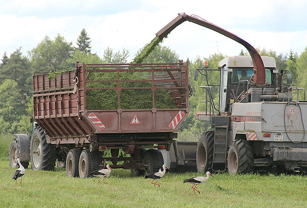 Le Kolkhoze "MIR" leader agricole dans la région de Tver Le Kolkhoze "MIR" leader agricole dans la région de Tver