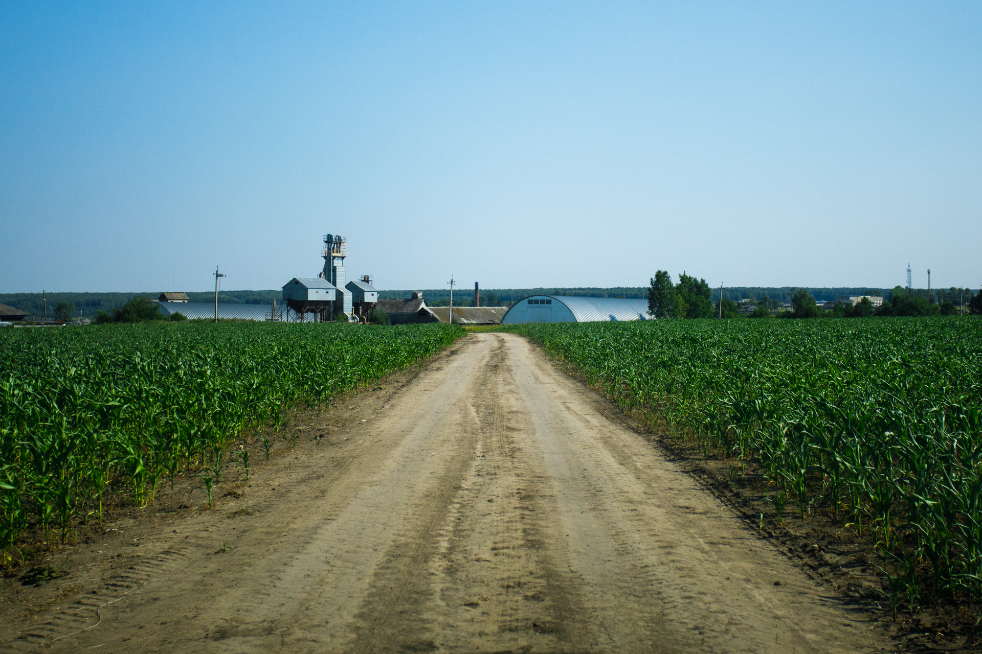 "Peut-être que ces vaches vivent mieux que vous" bienvenue au Kolkhoze Zarya "Peut-être que ces vaches vivent mieux que vous" bienvenue au Kolkhoze Zarya