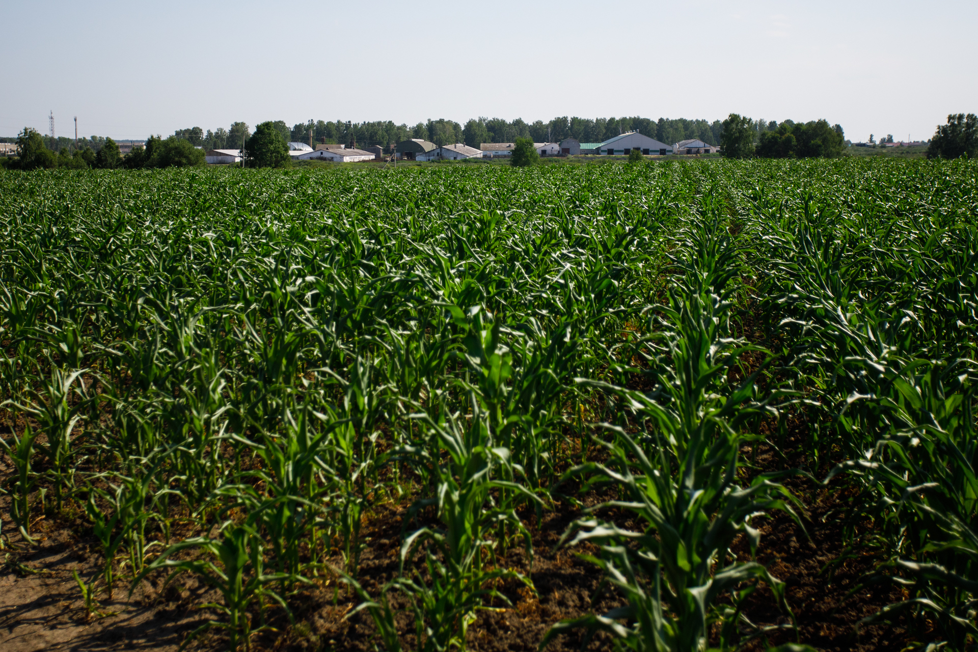 "Peut-être que ces vaches vivent mieux que vous" bienvenue au Kolkhoze Zarya "Peut-être que ces vaches vivent mieux que vous" bienvenue au Kolkhoze Zarya