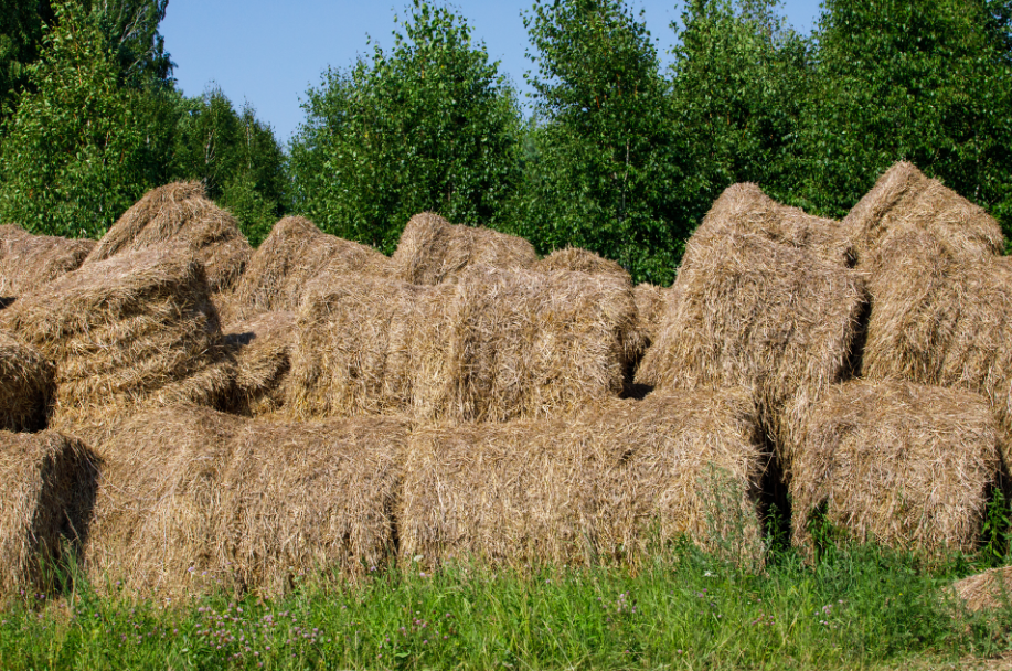 "Peut-être que ces vaches vivent mieux que vous" bienvenue au Kolkhoze Zarya "Peut-être que ces vaches vivent mieux que vous" bienvenue au Kolkhoze Zarya