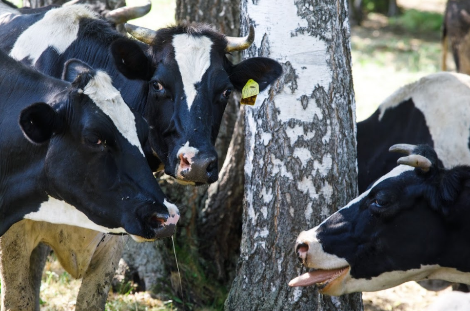 "Peut-être que ces vaches vivent mieux que vous" bienvenue au Kolkhoze Zarya "Peut-être que ces vaches vivent mieux que vous" bienvenue au Kolkhoze Zarya