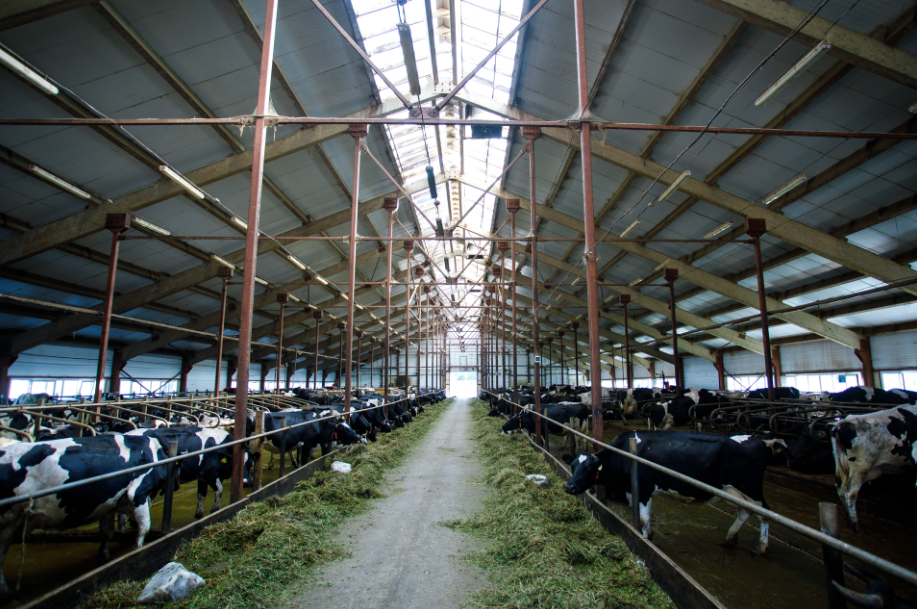 "Peut-être que ces vaches vivent mieux que vous" bienvenue au Kolkhoze Zarya "Peut-être que ces vaches vivent mieux que vous" bienvenue au Kolkhoze Zarya