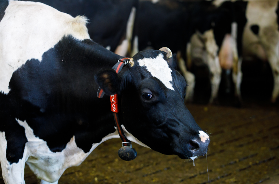 "Peut-être que ces vaches vivent mieux que vous" bienvenue au Kolkhoze Zarya "Peut-être que ces vaches vivent mieux que vous" bienvenue au Kolkhoze Zarya